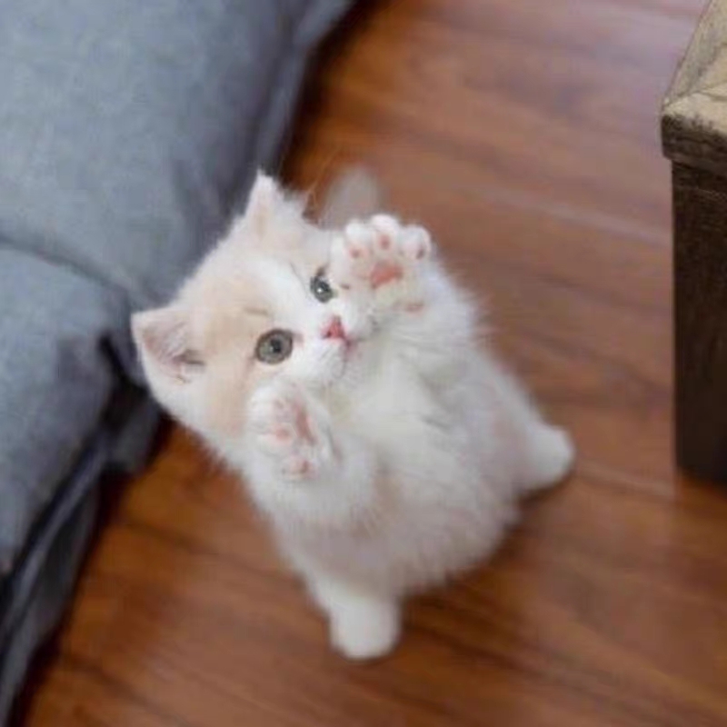 猫舍直销批发价出售,超便宜矮脚猫